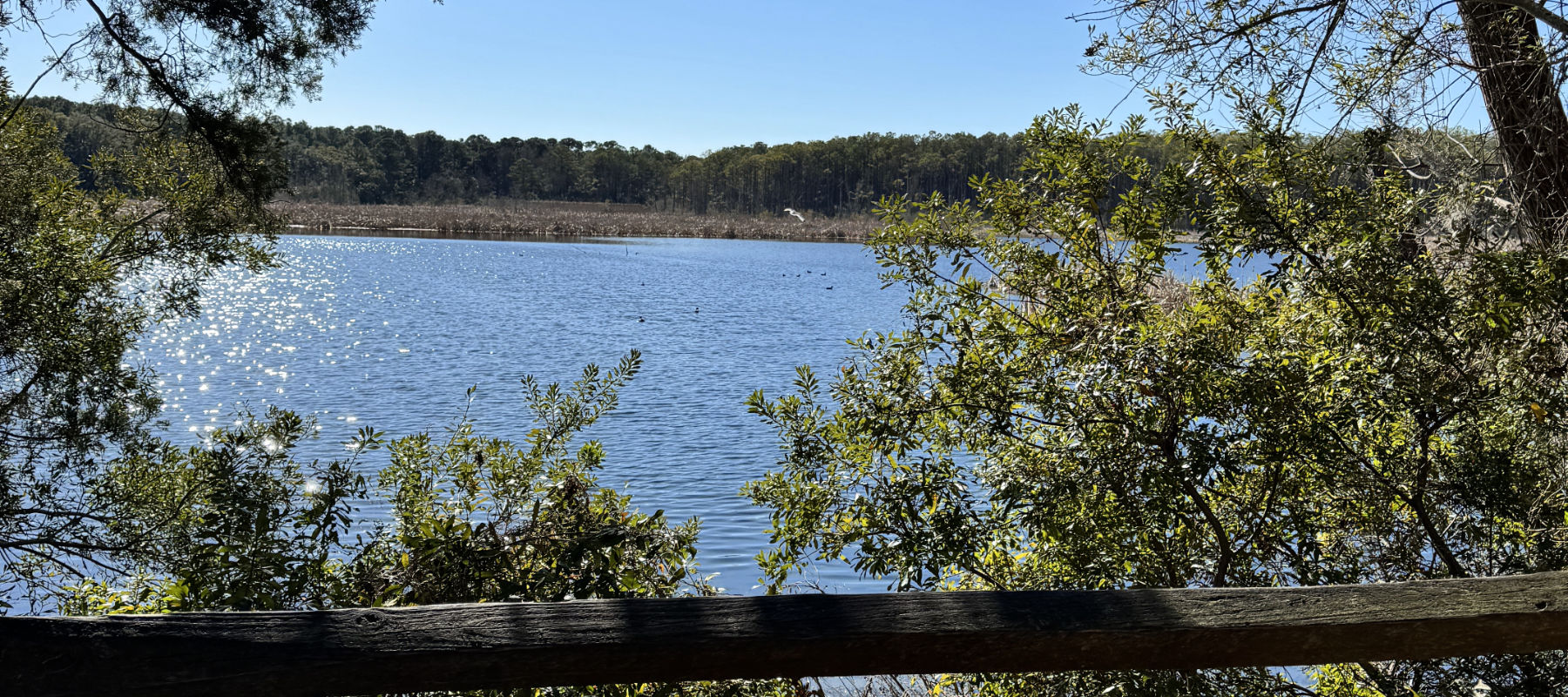 Huntington Beach State Park - wetlands