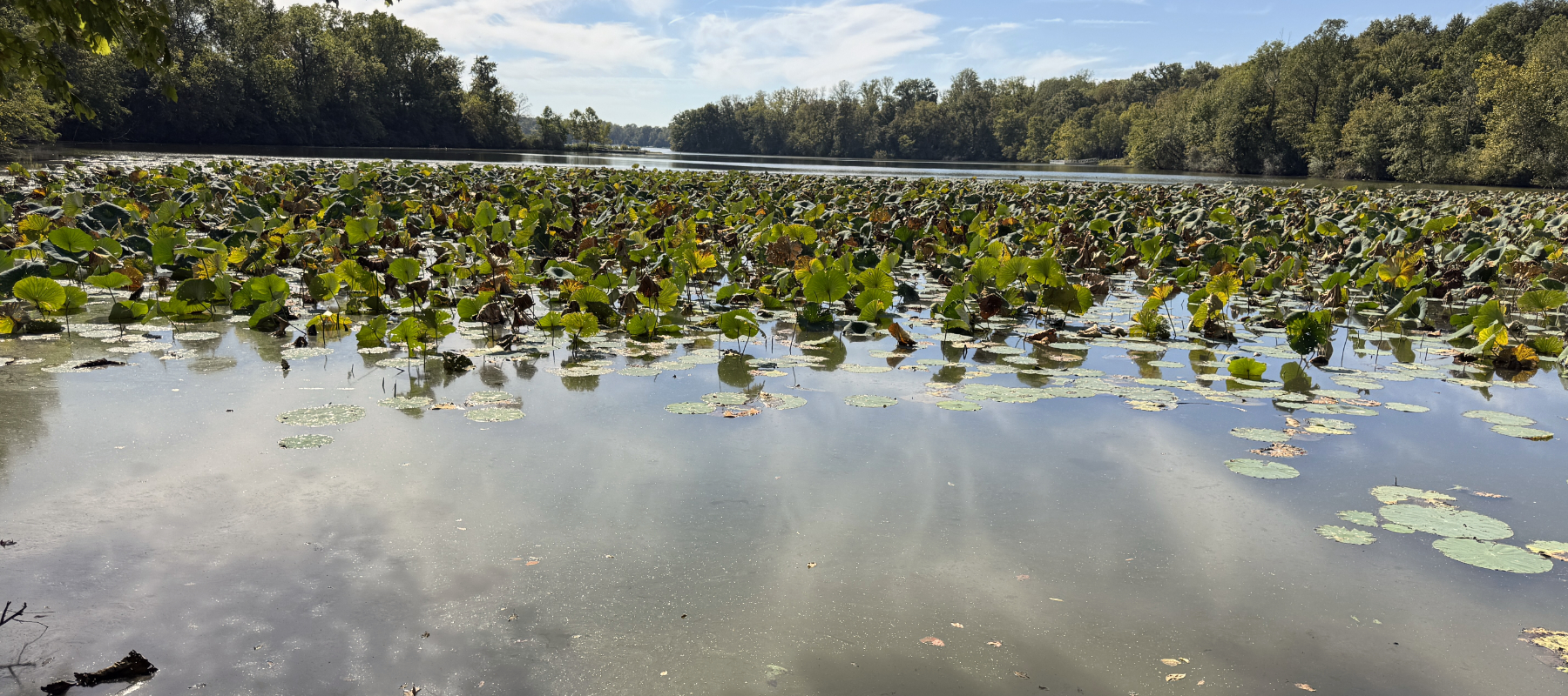 Cowan Lake State Park - marsh