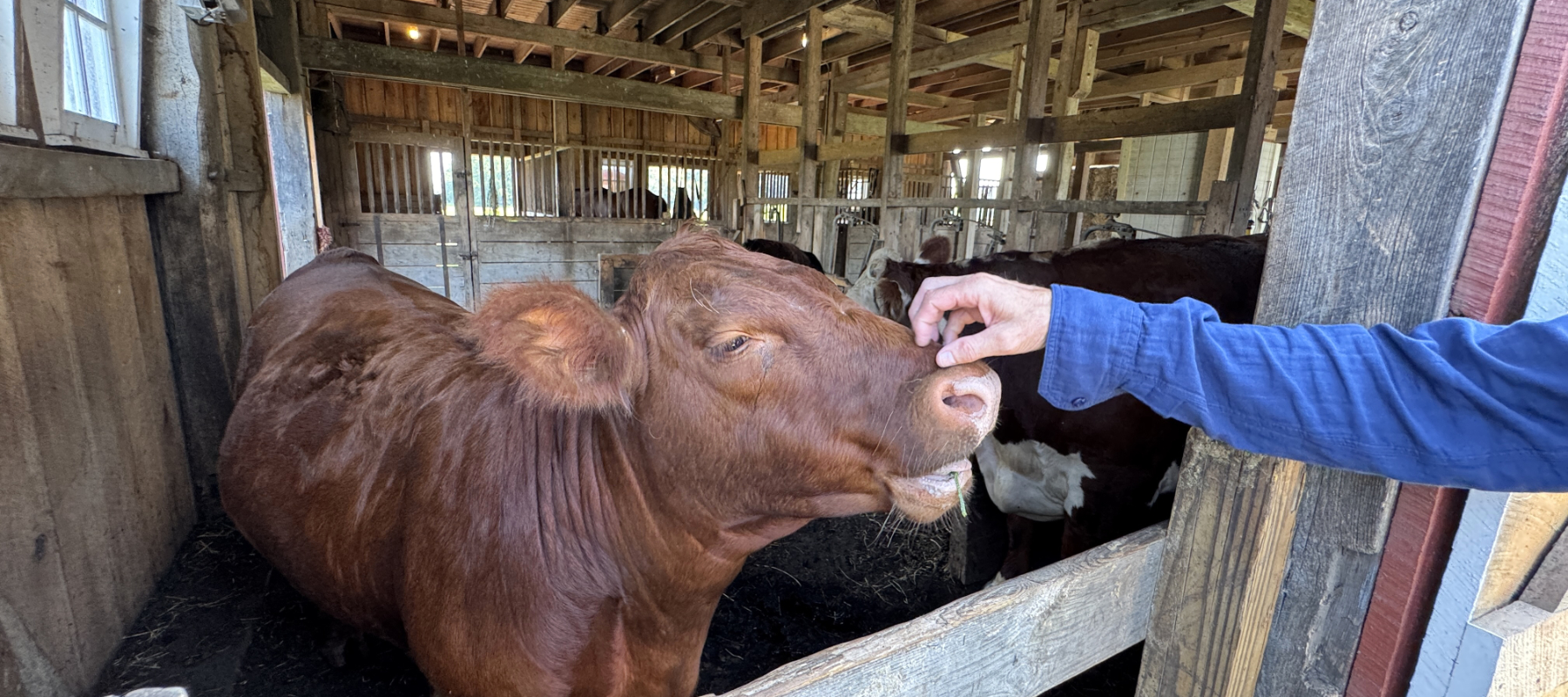Farm Museum - petting cow.