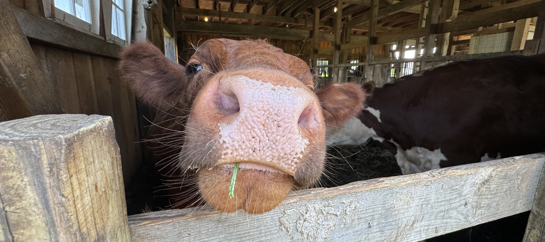 Farm Museum - cow nose.