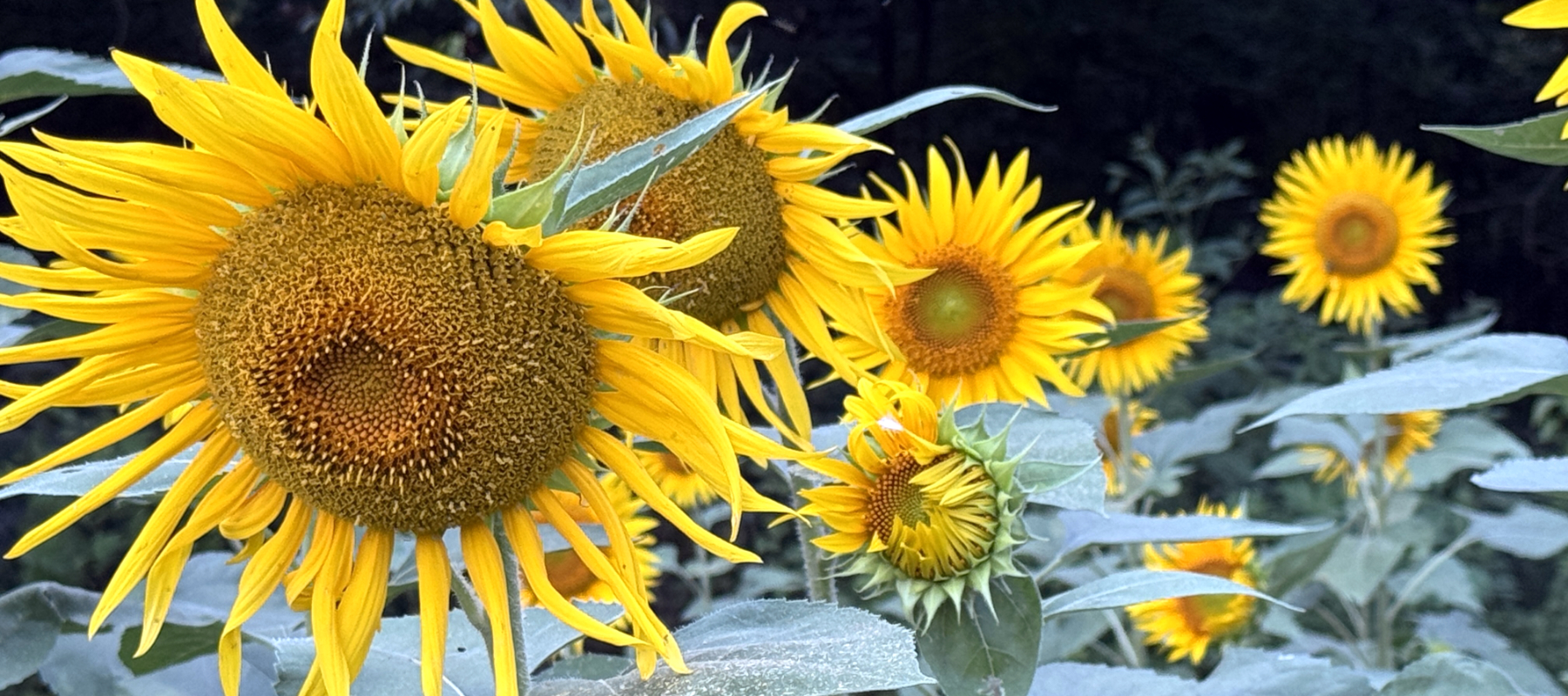 Illini State Park - Sun flowers.