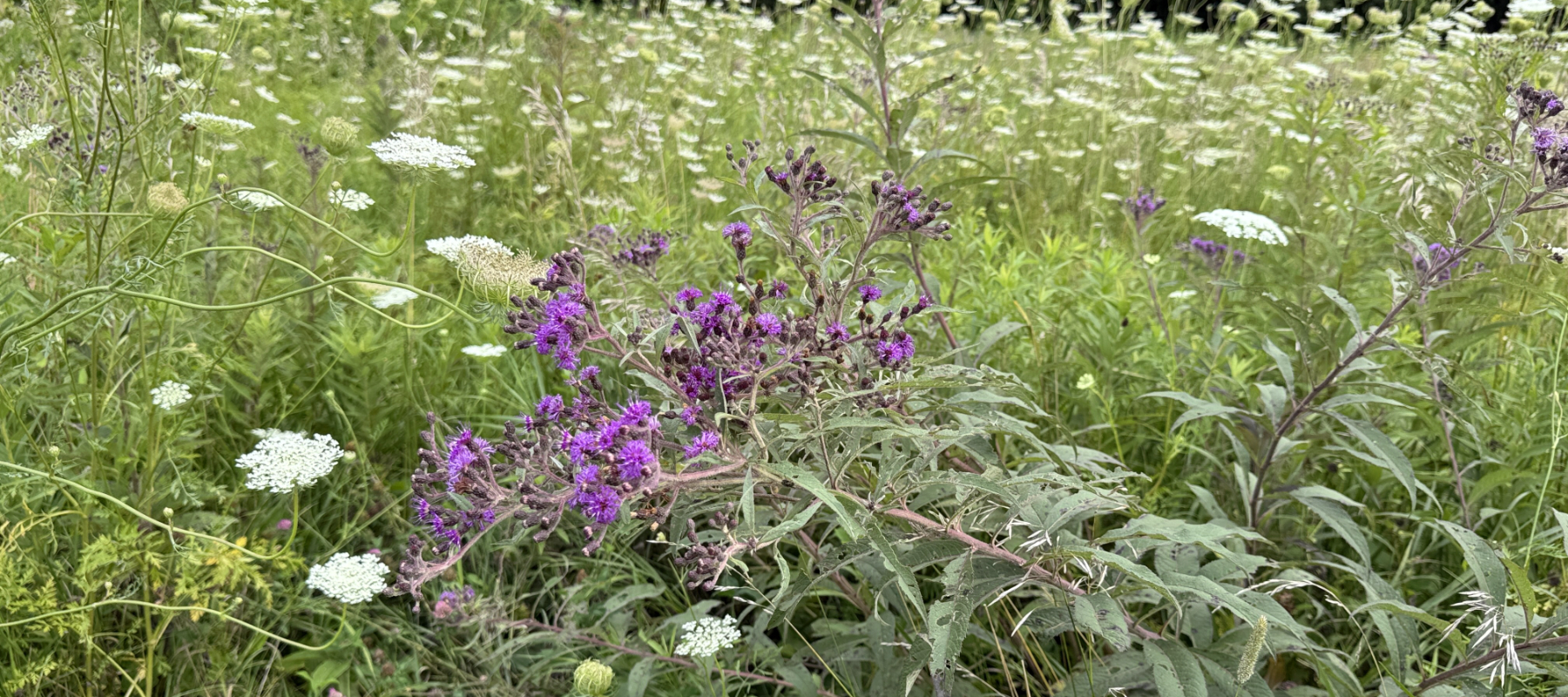 El Rancho Manana Campground - flowers.