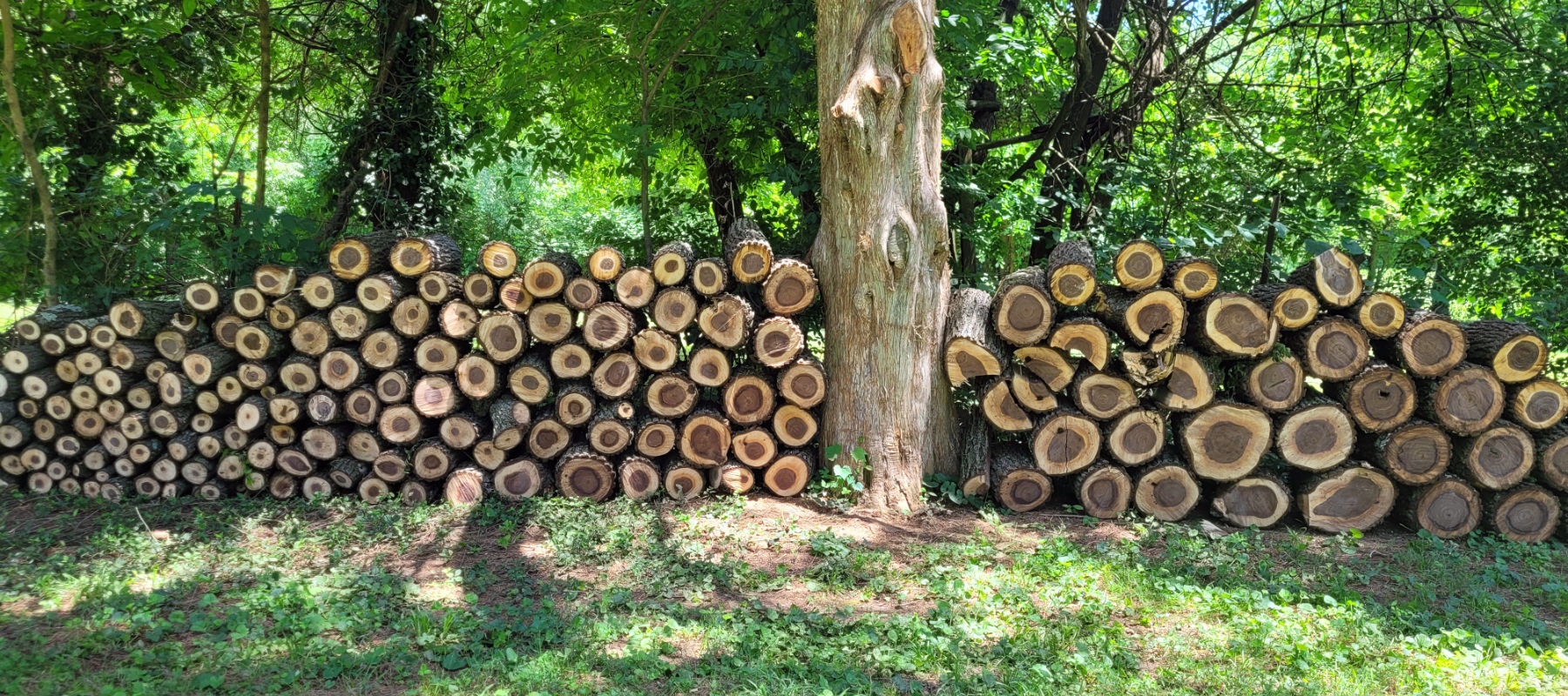 Our wood pile (after the storm).
