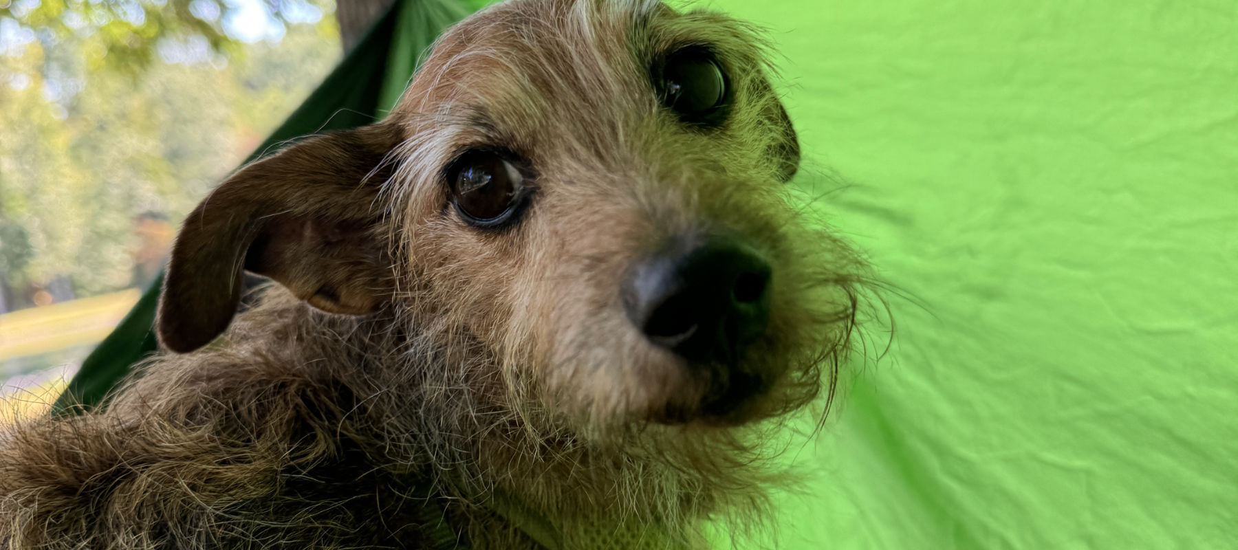 Sycamore Springs Park - Zimmer puppy dog eyes.